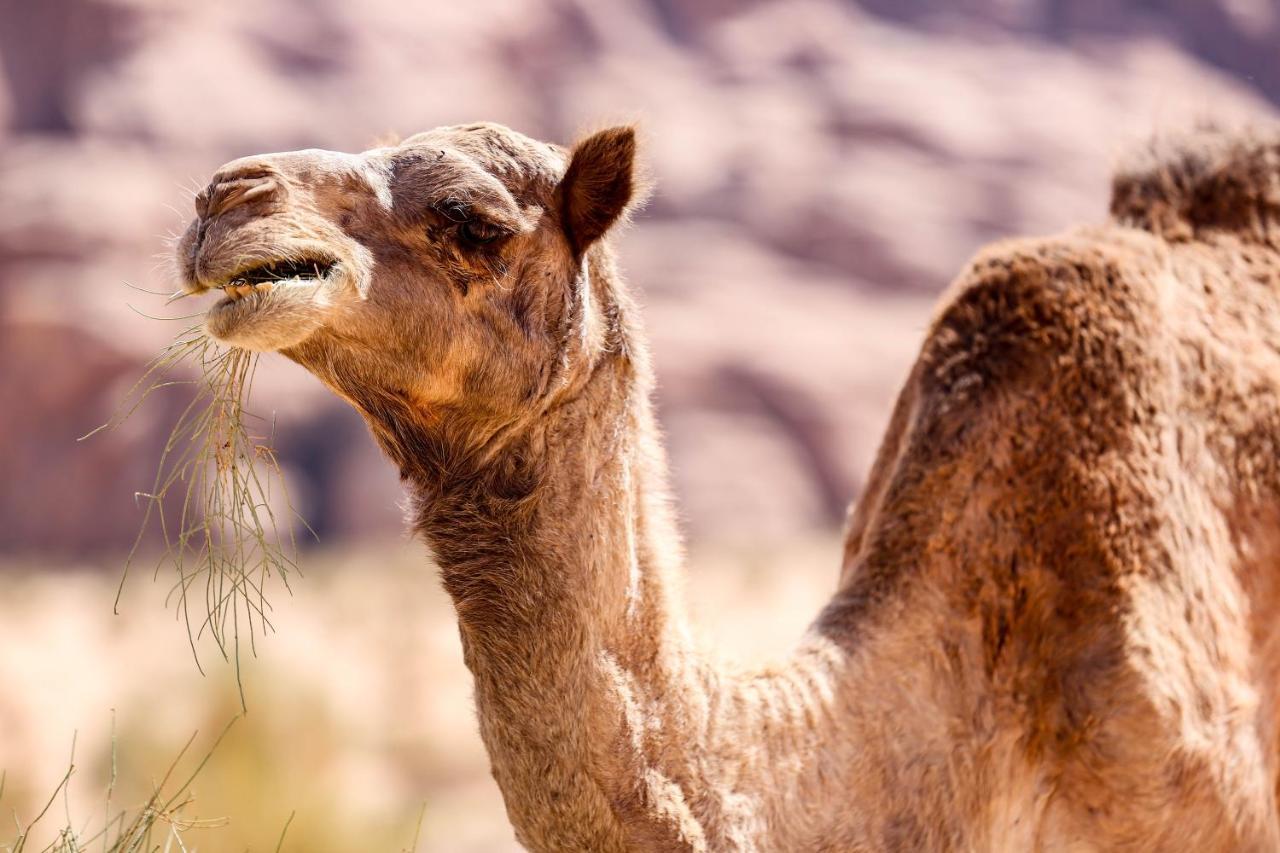 Arena Desert Camp & Adventurers Wadi Rum Exterior foto